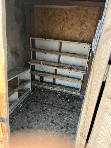 Göyərçinlər: Göyərçinlər zabratdadı hamsı uçan quşlardı isdəyən olsa gəlsin həyətdə — 11