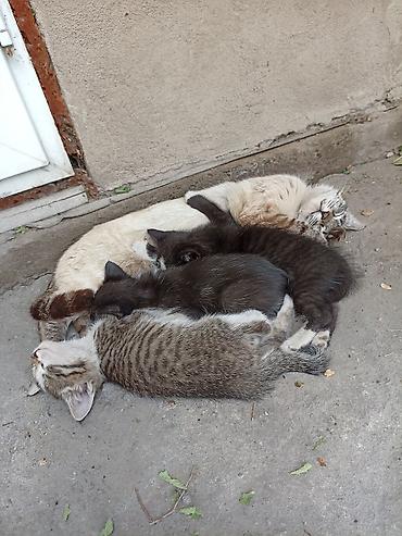 в добрые руки собаку: Котята, помет от домашней кошки: - Окрас: полосатые табби — 3