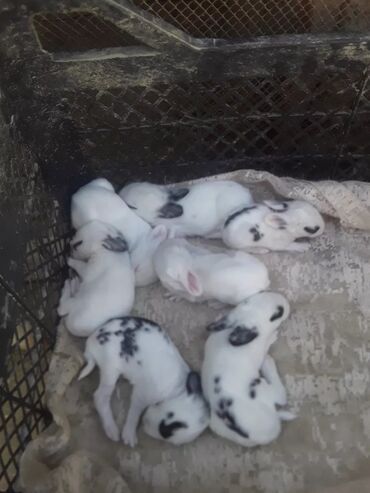 karlik dovşanlar: Bala dovsanlar satilir 2 ve 3ayliqdilar qiymeti 5manat tam saglamdilar