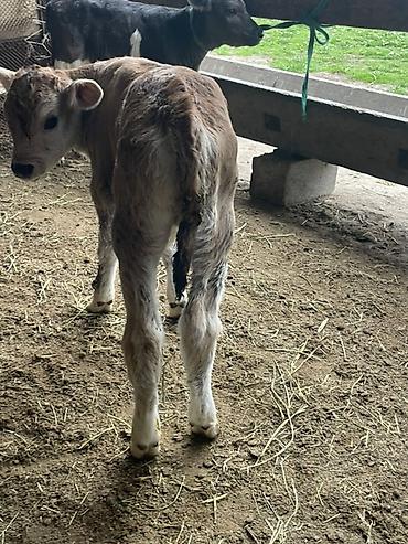Коровы, быки: Продаю | Бык (самец), Тёлка | Для разведения — 14