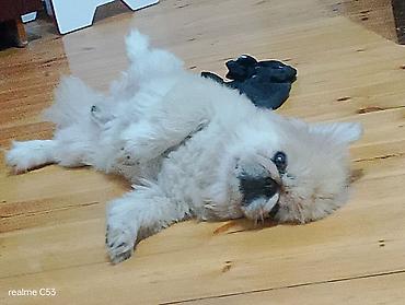 ev itiləri: Pekines, 2 il, Erkək, Peyvəndli, Ödənişli çatdırılma — 3