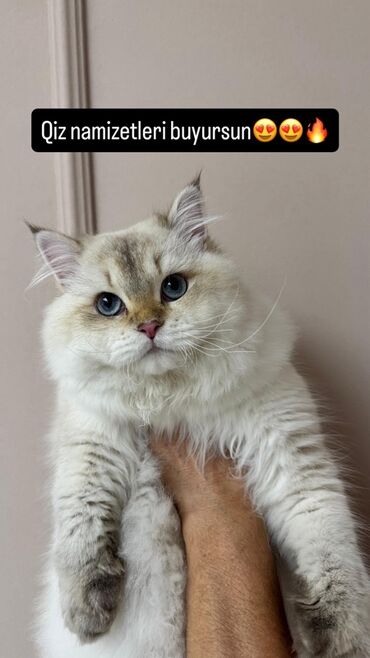 Pişiklər: Britan, Erkək, Cütləşmə üçün — 3