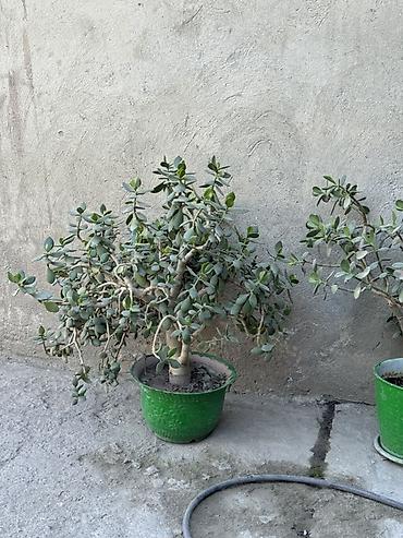 саженцы кокон гилас: Толстянка (денежное дерево) в горшках. - Сорт: Crassula ovata — 3