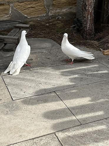 Göyərçinlər: Salam Aleykum Ağlar satilir .Şekil hərşeyi deyir nəsə yazmaqa ehdiyac — 3