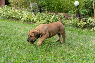 Psi: Sa ponosom predstavljamo vrhunske štence rase Južnoafrički mastif – — 4