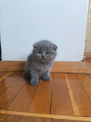 Pişiklər: Şotland uzun tüklü, Ödənişli çatdırılma — 20