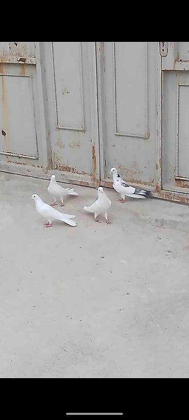 Quşlar: 4 eded quwlar satilir ela saxlamali heyvandilar iki erkey iki maya — 4