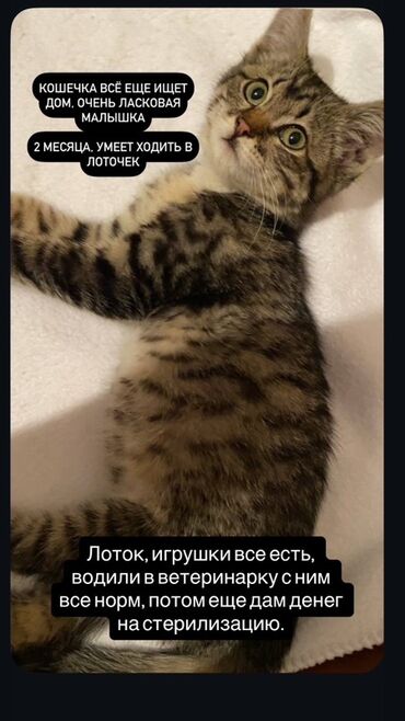 купить корм для перепелов несушек: Кошка даром: Беспородная, 2 месяца, Девочка, Приучена к лотку, Проглистована