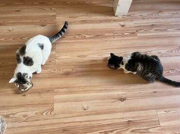 Отдам даром кошку: БЕСПЛАТНО 2 кошечки в хорошие руки. В связи с переездом в другую — 11