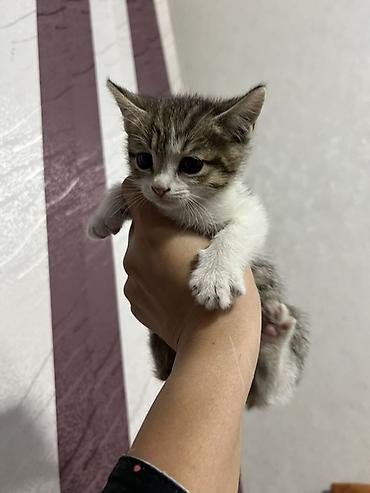 шотланский кошка: Шотландские вислоухие котята. Милые котята с характерными прижатыми — 7