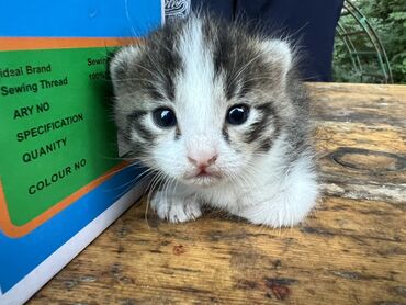 американская короткошёрстная кошка: Беспородная, 1 месяц, Девочка, Биколор, Метис
