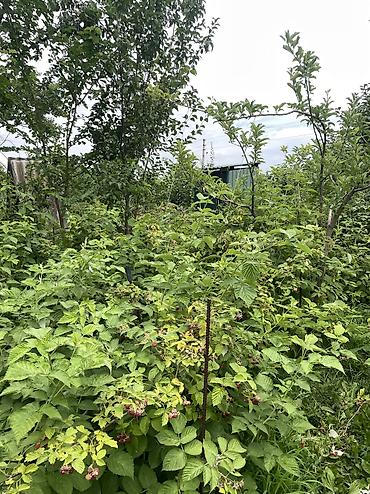 Продажа дач: ПРОДАЕТСЯ Дачный участок, с. Туз, СТ «Нур» (между с. Туз и с. Чон — 13