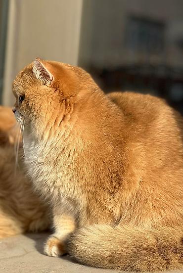 Продажа кошек: Британская короткошёрстная, 10 месяцев, Мальчик, Золотая шиншилла — 3