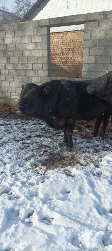 работа отель бишкек: Талап кылынат Малчы, Төлөм Ай сайын, Тамактануу