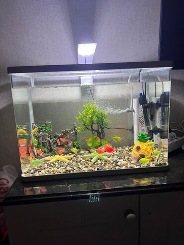 Akvariumlar: Balıqlarla birlikdə, 60 l, Ünvandan götürmə
