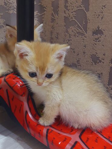 Pişiklər: Qızıl şinşilla, Erkək, Dişi, Yaxşı əllərə, Ünvandan götürmə -da lalafo.az — 20 Pişiklər: Qızıl şinşilla, Erkək, Dişi, Yaxşı əllərə, Ünvandan götürmə — 20