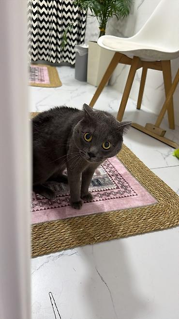 скотиш фолд ош: Шотландский вислоухий кот, окрас блю (однотонный серый). Крупные — 1