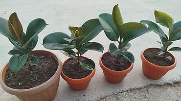 Герани и пеларгонии: Сортовой герандар сатылат. Баасы келишим турдо 300 сомдон жогору. - — 26