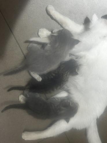 фри пир: Котята от домашней кошки

Кому нужны котята 🐈‍⬛ забирайте — 1