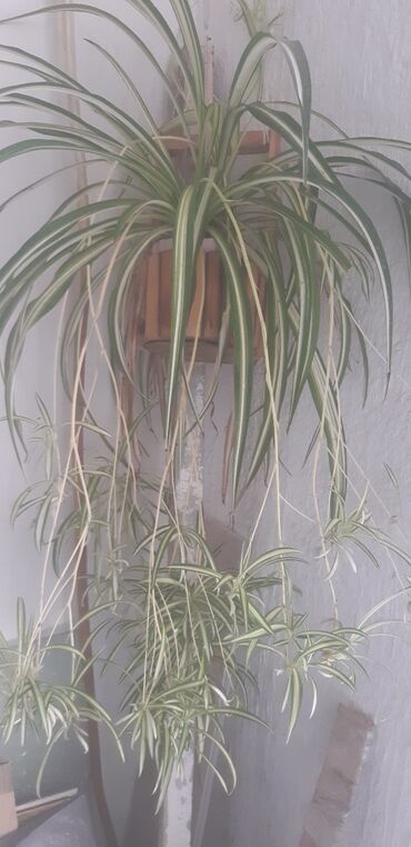 şanagüllə bitkisi: Xlorfitum gülü,otağa təmiz hava verir, ağ çiçəklər aşır
