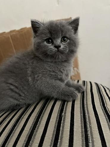 pişik ucuz: Böyük gözlü, börkü kimi yumşaq, boz rəngli bala pişik — 1