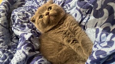 Pişiklər: Britan yastı qulaq, Erkək, Dişi, Yaxşı əllərə, Ünvandan götürmə, Pulsuz çatdırılma, Ödənişli çatdırılma — 28