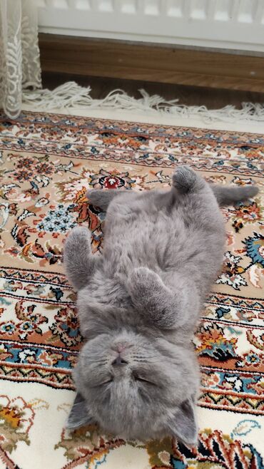 Pişiklər: Britan — 10