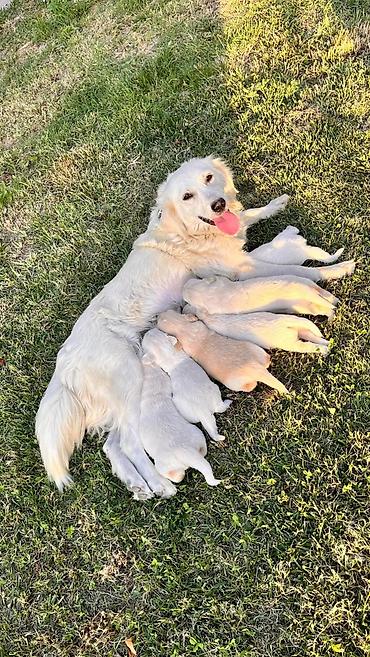 qurd basar iti: Retriever, 1 ay — 1