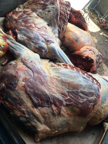 Куплю с/х животных: Куплю | Лошади, кони | Круглосуточно, Любое состояние, Забитый — 4