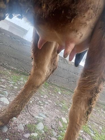 Коровы, быки: Продаю | Корова (самка) | На откорм | Привязанные — 16