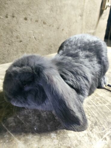 Кролики: Продаю | Кролик самец | Французский баран | Для разведения | Племенные — 3