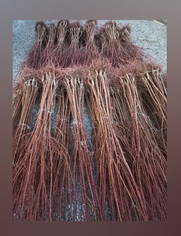 Şitillər: Ərik Tingləri . "Saglam Tinglər Saglam Bagçiliqin Təminatidir"🌱 Yeni — 5