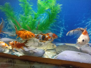 yumru akvarium satisi: Akvarium baliqlari 6 eded tulquyruq.1 koi.lazim olsa videolarinda ata