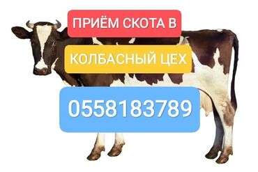 жер уй сатып алуу: Сатып алам | Уйлар, букалар, Жылкылар, аттар | Күнү-түнү, Бардык шартта, Союлган