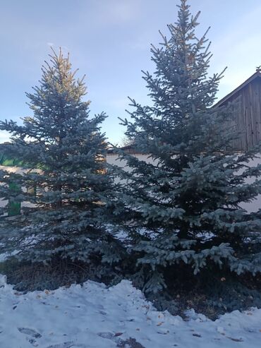 Декоративные деревья: Саженцы деревьев: Туи — 6