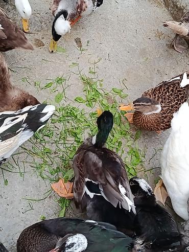kuban ördeyi: Malard ördəkləri – dekorativ və təsərrüfat üçün - Cins: mallard — 4