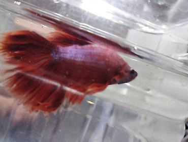 akvariumlar: Akvaryum dəsti - Şüşə akvaryum, ön hissəsi yumşaq qövs formalı, üst — 4