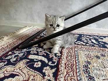 котик шотландский: Шотландские котята, серебристые окрасы - Порода: шотландская (есть — 4