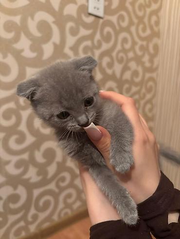 Кошки: Шотландская вислоухая — 3