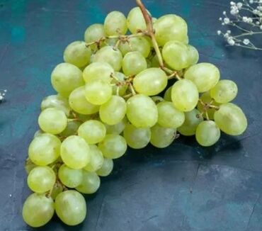 Şitillər: Üzüm tingləri – süfrə və kişmişlik sortlar Təqdim etdiyimiz sortlar — 5