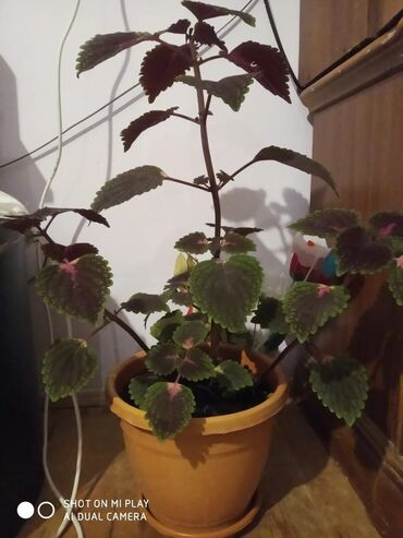 Лекарства для растений: Rəngarəng kolyus (Coleus) otaq bitkisi – plastik saksıda - Növ
