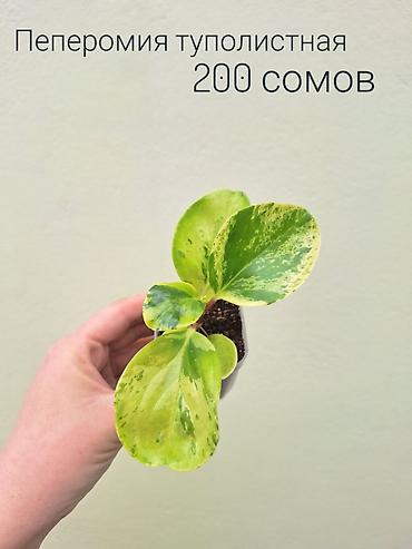 Другие комнатные растения: • Комнатные растения (укоренённые черенки/детки/молодые — 2