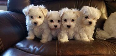 sporet na drva: Maltese puppies 12 weeks old via Viber or Whatsapps Maltese puppies 12