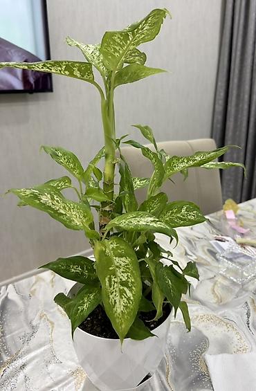 Другие растения: Dieffenbachia (ağ xallı tropik otaq bitkisi) - Növ: Dieffenbachia — 5
