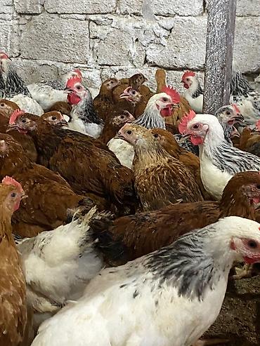K/t heyvanları və malları: Toyuq cücələri, Ətlik, Ödənişli çatdırılma — 4