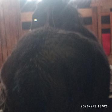 Лошади, кони: Продаю | Жеребенок | Для разведения — 6