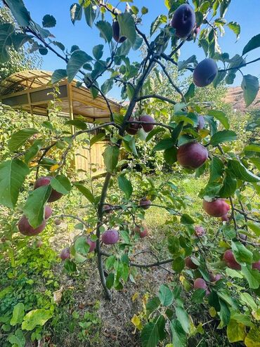 продажа участок сокулук: 5 соток, Курулуш, Кызыл китеп