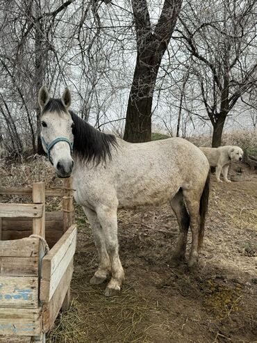 Лошади, кони: Продаю | Кобыла (самка) | Для молока, Рабочий | Мерин — 1