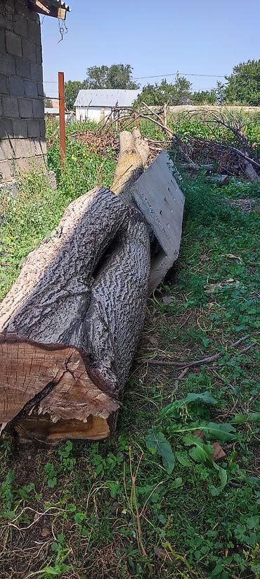 Жангак бак 15 кун болду кыйылганына — 1