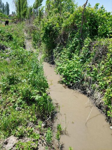 novxanı torpaq satılır: 200 sot, Kənd təsərrüfatı, Mülkiyyətçi, Kupça (Çıxarış)